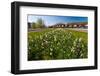 Field with Several Spring Flowers-Peter Wollinga-Framed Photographic Print