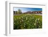 Field with Several Spring Flowers-Peter Wollinga-Framed Photographic Print