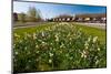 Field with Several Spring Flowers-Peter Wollinga-Mounted Photographic Print