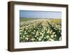 Field with White and Orange Daffodils-Colette2-Framed Photographic Print