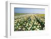 Field with White and Orange Daffodils-Colette2-Framed Photographic Print