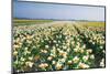 Field with White and Orange Daffodils-Colette2-Mounted Photographic Print