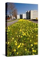 Field with Yellow Narcissus Flowers-Peter Wollinga-Stretched Canvas