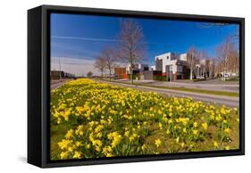 Field with Yellow Narcissus Flowers-Peter Wollinga-Framed Stretched Canvas