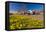 Field with Yellow Narcissus Flowers-Peter Wollinga-Framed Stretched Canvas