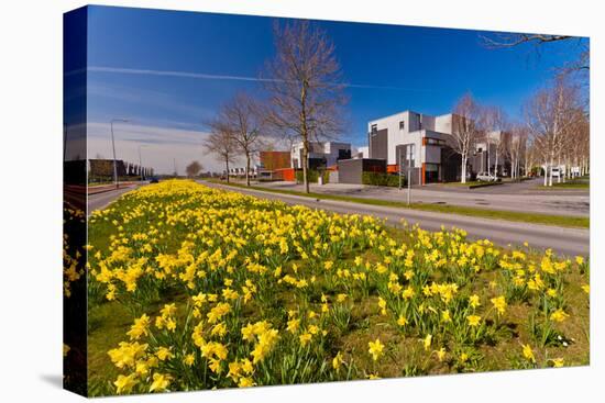 Field with Yellow Narcissus Flowers-Peter Wollinga-Stretched Canvas