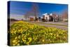 Field with Yellow Narcissus Flowers-Peter Wollinga-Stretched Canvas