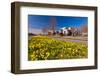 Field with Yellow Narcissus Flowers-Peter Wollinga-Framed Photographic Print