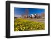 Field with Yellow Narcissus Flowers-Peter Wollinga-Framed Photographic Print