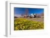 Field with Yellow Narcissus Flowers-Peter Wollinga-Framed Photographic Print