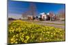 Field with Yellow Narcissus Flowers-Peter Wollinga-Mounted Photographic Print