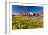 Field with Yellow Narcissus Flowers-Peter Wollinga-Framed Photographic Print