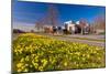 Field with Yellow Narcissus Flowers-Peter Wollinga-Mounted Photographic Print