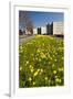 Field with Yellow Narcissus Flowers-Peter Wollinga-Framed Photographic Print