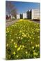 Field with Yellow Narcissus Flowers-Peter Wollinga-Mounted Photographic Print