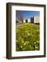 Field with Yellow Narcissus Flowers-Peter Wollinga-Framed Photographic Print