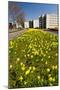 Field with Yellow Narcissus Flowers-Peter Wollinga-Mounted Photographic Print