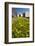 Field with Yellow Narcissus Flowers-Peter Wollinga-Framed Photographic Print