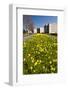 Field with Yellow Narcissus Flowers-Peter Wollinga-Framed Photographic Print