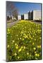 Field with Yellow Narcissus Flowers-Peter Wollinga-Mounted Photographic Print