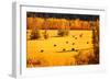 Field-null-Framed Photographic Print