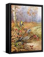 Fieldfare and Blue Tit-Carl Donner-Framed Stretched Canvas