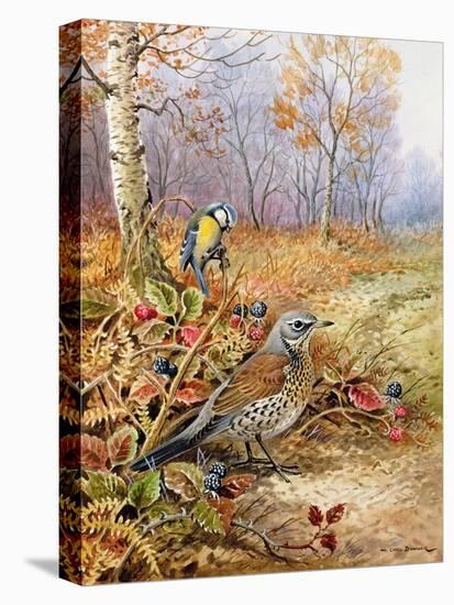 Fieldfare and Blue Tit-Carl Donner-Stretched Canvas