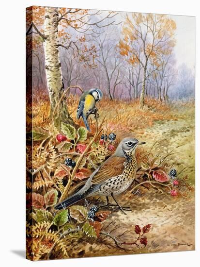 Fieldfare and Blue Tit-Carl Donner-Stretched Canvas