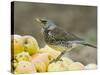 Fieldfare Feeding on Fallen Apples in Orchard, West Sussex, UK, January-Andy Sands-Stretched Canvas