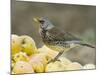 Fieldfare Feeding on Fallen Apples in Orchard, West Sussex, UK, January-Andy Sands-Mounted Photographic Print