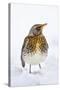 Fieldfare in the Snow Winter-null-Stretched Canvas