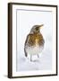 Fieldfare in the Snow Winter-null-Framed Photographic Print