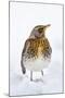 Fieldfare in the Snow Winter-null-Mounted Photographic Print