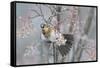 Fieldfare (Turdus Pilaris) Feeding on Rowan Berries (Sorbus Hupehensis) Perthshire, Scotland-Fergus Gill-Framed Stretched Canvas