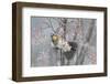 Fieldfare (Turdus Pilaris) Feeding on Rowan Berries (Sorbus Hupehensis) Perthshire, Scotland-Fergus Gill-Framed Photographic Print