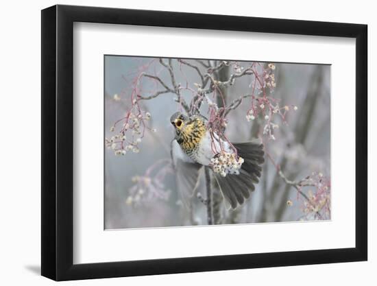 Fieldfare (Turdus Pilaris) Feeding on Rowan Berries (Sorbus Hupehensis) Perthshire, Scotland-Fergus Gill-Framed Photographic Print