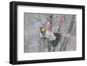 Fieldfare (Turdus Pilaris) Feeding on Rowan Berries (Sorbus Hupehensis) Perthshire, Scotland-Fergus Gill-Framed Photographic Print