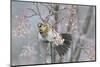 Fieldfare (Turdus Pilaris) Feeding on Rowan Berries (Sorbus Hupehensis) Perthshire, Scotland-Fergus Gill-Mounted Photographic Print