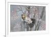 Fieldfare (Turdus Pilaris) Feeding on Rowan Berries (Sorbus Hupehensis) Perthshire, Scotland-Fergus Gill-Framed Photographic Print