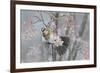 Fieldfare (Turdus Pilaris) Feeding on Rowan Berries (Sorbus Hupehensis) Perthshire, Scotland-Fergus Gill-Framed Photographic Print