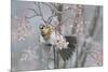 Fieldfare (Turdus Pilaris) Feeding on Rowan Berries (Sorbus Hupehensis) Perthshire, Scotland-Fergus Gill-Mounted Photographic Print