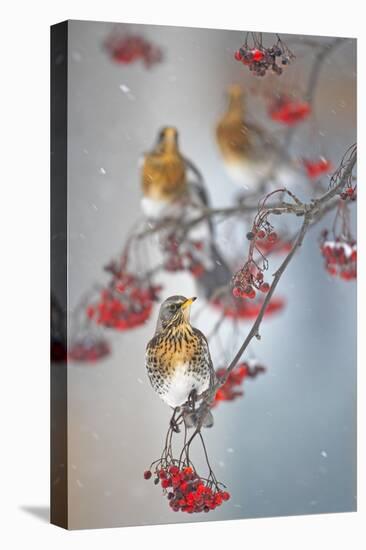 Fieldfare (Turdus Pilaris) on Fruit Tree in Snow Helsinki, Finland-Markus Varesvuo-Stretched Canvas