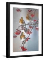 Fieldfare (Turdus Pilaris) on Fruit Tree in Snow Helsinki, Finland-Markus Varesvuo-Framed Premium Photographic Print