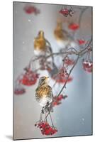 Fieldfare (Turdus Pilaris) on Fruit Tree in Snow Helsinki, Finland-Markus Varesvuo-Mounted Premium Photographic Print