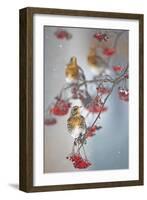 Fieldfare (Turdus Pilaris) on Fruit Tree in Snow Helsinki, Finland-Markus Varesvuo-Framed Photographic Print