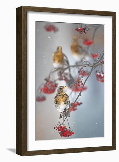 Fieldfare (Turdus Pilaris) on Fruit Tree in Snow Helsinki, Finland-Markus Varesvuo-Framed Photographic Print