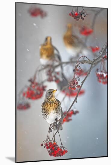 Fieldfare (Turdus Pilaris) on Fruit Tree in Snow Helsinki, Finland-Markus Varesvuo-Mounted Photographic Print