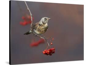 Fieldfare (Turdus Pilaris) Perched on Branch of a Rowan Tree (Sorbus Aucuparia) with Berries, UK-Richard Steel-Stretched Canvas