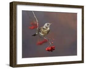 Fieldfare (Turdus Pilaris) Perched on Branch of a Rowan Tree (Sorbus Aucuparia) with Berries, UK-Richard Steel-Framed Premium Photographic Print