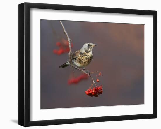 Fieldfare (Turdus Pilaris) Perched on Branch of a Rowan Tree (Sorbus Aucuparia) with Berries, UK-Richard Steel-Framed Premium Photographic Print